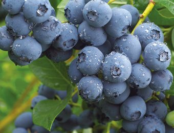 Blueberry saplings