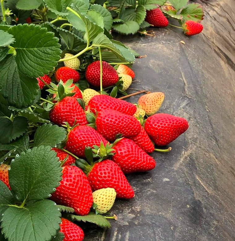 Fresh strawberries from Owen Farm