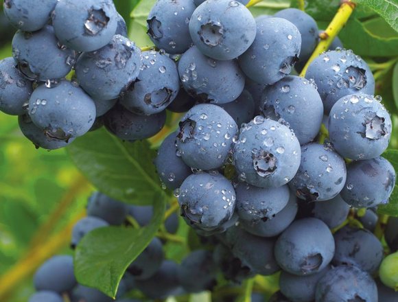 Blueberry Saplings — Owen Farm