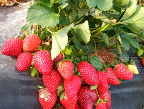 Strawberry Saplings — Owen Farm