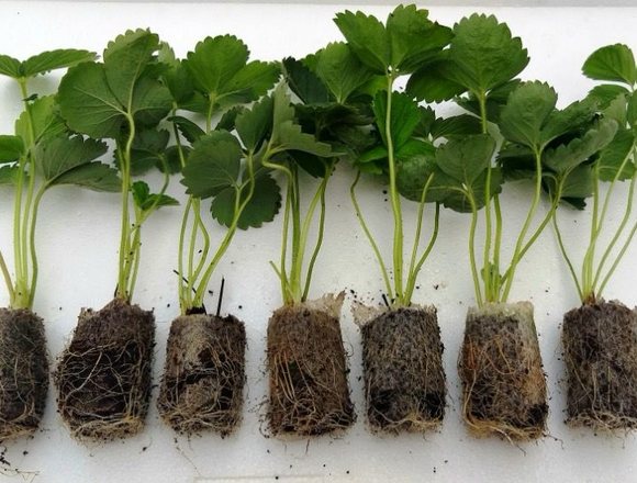 Plug Saplings — Owen Farm